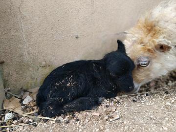 Agnellino pecora nana d'ouessant