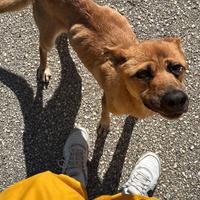 Pastore belga malinois salvata da morte sicura