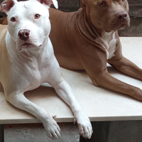American Pitbull terrier