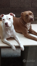 American Pitbull terrier