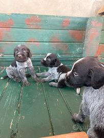 Cuccioli Drahthaar