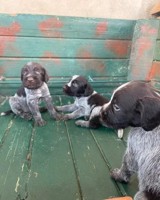 Cuccioli Drahthaar