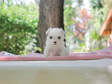 Cucciola di Maltese