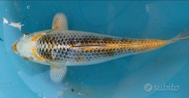 Carpe.Koi