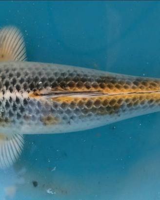 Carpe.Koi