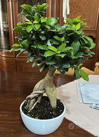 Bonsai ficus