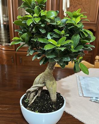Bonsai ficus