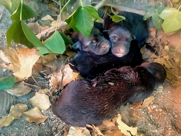 Cuccioli pastore tedesco