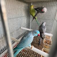 Maschi adulti e giovani parrocchetti dal collare