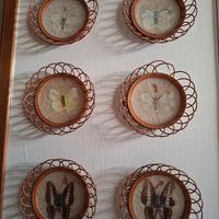 collezione di 6 farfalle