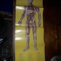 poster corpo umano