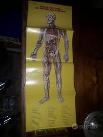 poster corpo umano