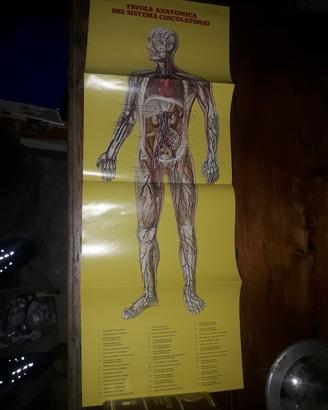 poster corpo umano