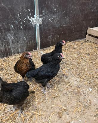 Galletti olive egger