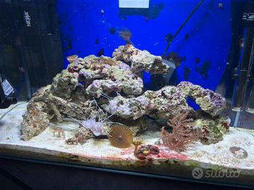 Acquario marino  35l