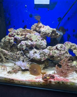 Acquario marino  35l
