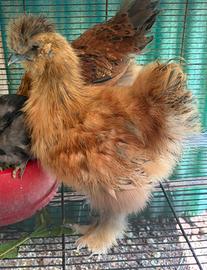 Gallo