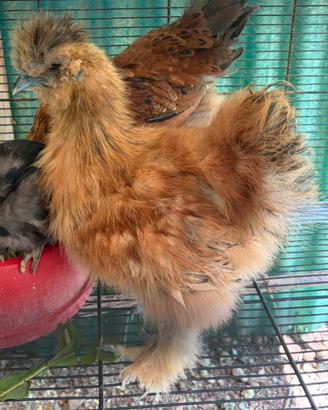 Gallo