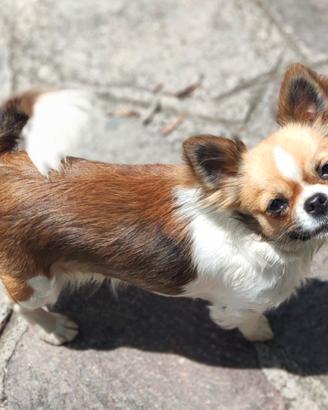 femmina simil chihuahua
