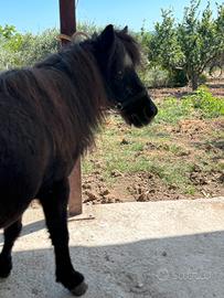 Pony schetland
