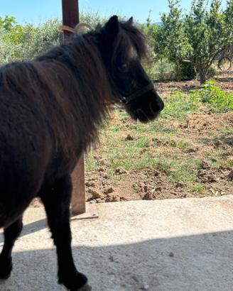 Pony schetland