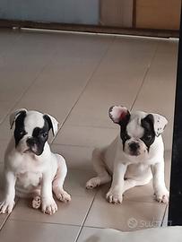 Cuccioli Bulldog Francese