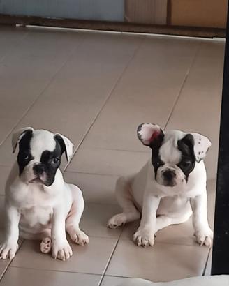 Cuccioli Bulldog Francese