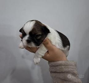 Cuccioli di Shitzu