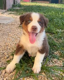 Cuccioli di pastore australiano