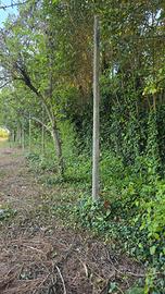 pali cemento per vigneto o recinzioni