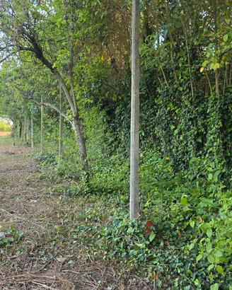 pali cemento per vigneto o recinzioni