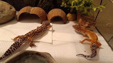 Gechi leopardini