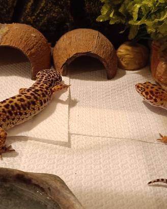 Gechi leopardini