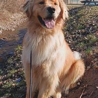 Golden retriver americano disponibile per monta