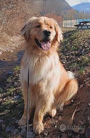 Golden retriver americano disponibile per monta