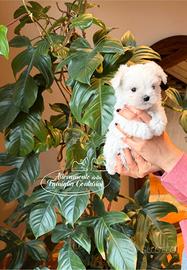 Maltesi cuccioli