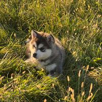 Alaskan malamute con pedigree