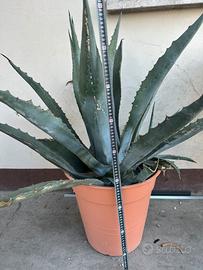 Agave americana