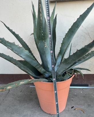 Agave americana