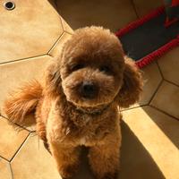 Barboncino disponibile per monta