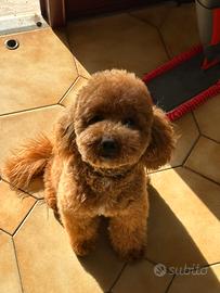 Barboncino disponibile per monta