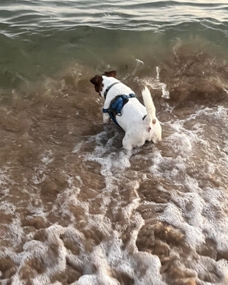 Jack russell