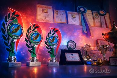 Canarini da canro Timbrado Spagnolo