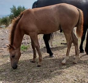 cavallo 