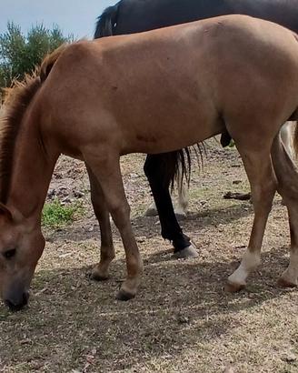 cavallo 