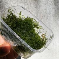 Piante per acquario varie