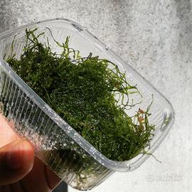 Piante per acquario varie