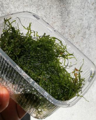 Piante per acquario varie