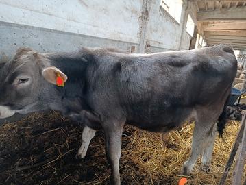 Vitelli BROWN SWISS