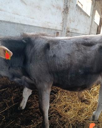 Vitelli BROWN SWISS